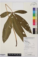 登錄號:P019835藏品圖，第1張