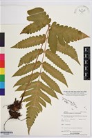 登錄號:P019836藏品圖，第1張