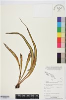 劍葉書帶蕨藏品圖，第1張