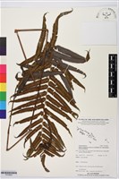 登錄號:P019842藏品圖，第1張