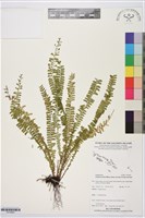 登錄號:P019843藏品圖，第1張