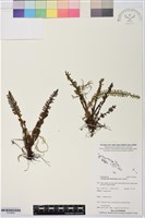 登錄號:P019844藏品圖，第1張