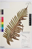 登錄號:P019845藏品圖，第1張