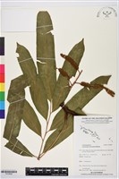 登錄號:P019848藏品圖，第1張