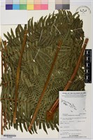 登錄號:P019850藏品圖，第1張