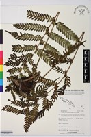 登錄號:P019851藏品圖，第1張