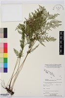 登錄號:P019852藏品圖，第1張