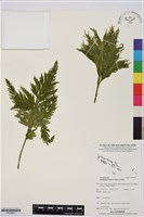 登錄號:P019853藏品圖，第1張