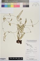 登錄號:P019854藏品圖，第1張