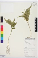 登錄號:P019855藏品圖，第1張