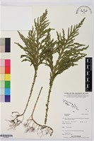 登錄號:P019857藏品圖，第1張