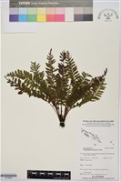 登錄號:P019868藏品圖，第1張