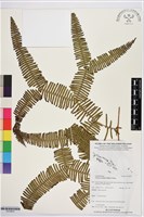 登錄號:P019870藏品圖，第1張