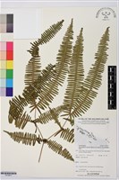 大羽芒萁藏品圖，第1張