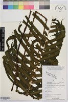 登錄號:P019872藏品圖，第1張