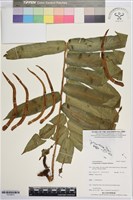 登錄號:P019873藏品圖，第1張