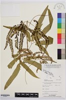 登錄號:P019878藏品圖，第1張