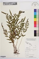 登錄號:P019879藏品圖，第1張