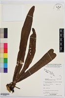 登錄號:P019881藏品圖，第1張