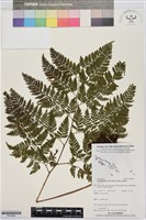 登錄號:P019882藏品圖，第1張