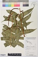 登錄號:P019884藏品圖，第1張