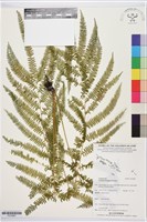 登錄號:P019887藏品圖，第1張