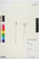 分枝莎草蕨藏品圖，第1張