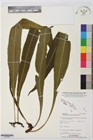 登錄號:P019890藏品圖，第1張