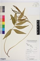 登錄號:P019891藏品圖，第1張