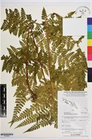 熱帶鱗蓋蕨藏品圖，第1張