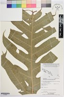 登錄號:P019895藏品圖，第1張