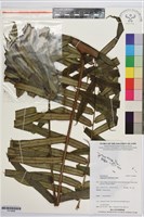 登錄號:P019896藏品圖，第1張