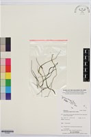 莎草蕨藏品圖，第1張