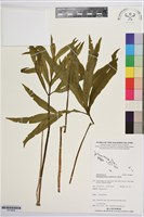 錫蘭七指蕨藏品圖，第1張