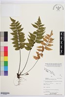 登錄號:P019900藏品圖，第1張