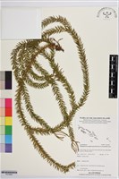 登錄號:P019902藏品圖，第1張