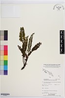 登錄號:P019903藏品圖，第1張