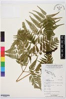 闊葉骨碎補藏品圖，第1張