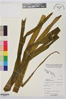 帶狀瓶爾小草藏品圖，第1張