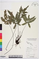 登錄號:P019909藏品圖，第1張