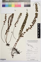 登錄號:P019910藏品圖，第1張