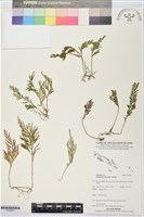 登錄號:P019911藏品圖，第1張