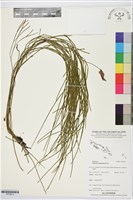 垂枝松葉蕨藏品圖，第1張