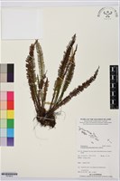 登錄號:P019914藏品圖，第1張