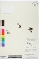 登錄號:P019915藏品圖，第1張