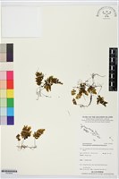 登錄號:P019916藏品圖，第1張