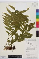 登錄號:P019917藏品圖，第1張