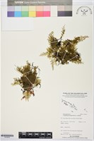 厚邊蕨藏品圖，第1張