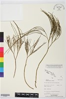 松葉蕨藏品圖，第1張