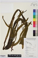 帶狀瓶爾小草藏品圖，第1張